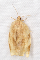 Choristoneura fractivittana