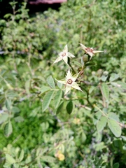 Rosa tomentosa