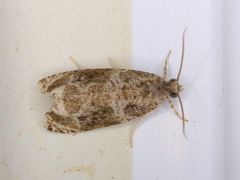 Olethreutes appendiceum