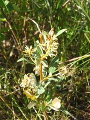 Salix pedicellaris