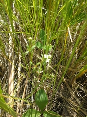 Galium labradoricum