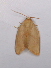 Tortricidia pallida