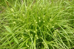 Carex lurida