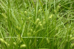 Carex lurida