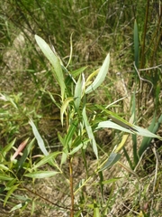 Salix petiolaris