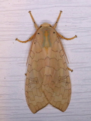 Halysidota tessellaris