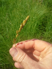 Carex sartwellii