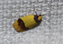 Heterallactis euchrysa
