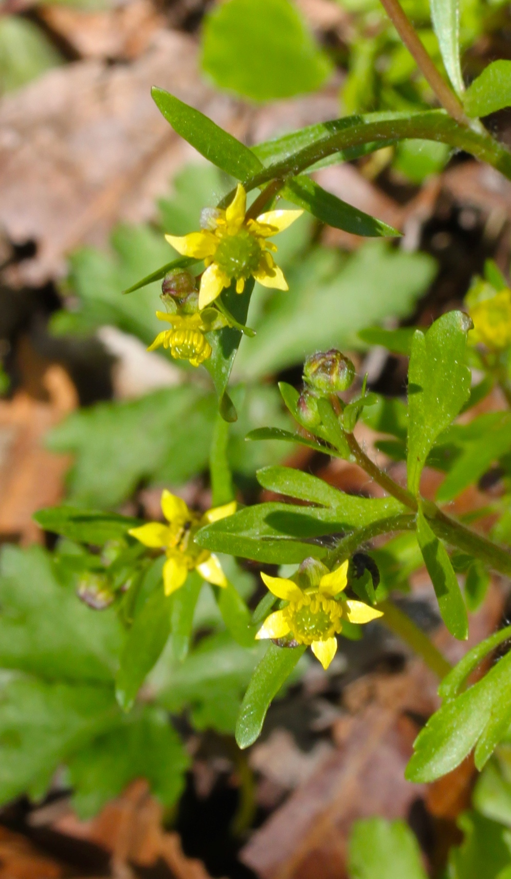 Ranunculus micranthus
