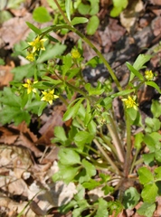 Ranunculus micranthus