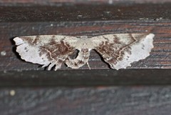 Parepisparis multicolora