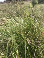 Carex viridula viridula