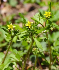 Ranunculus micranthus