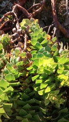 Arctostaphylos imbricata
