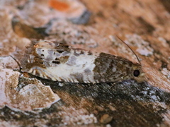 Notocelia rosaecolana