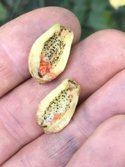 Contarinia virginianiae