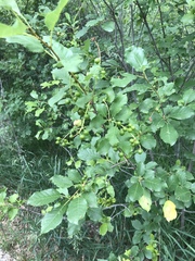 Contarinia virginianiae