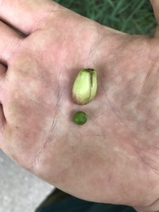 Contarinia virginianiae