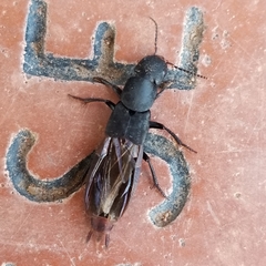 Platydracus mysticus