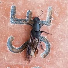 Platydracus mysticus
