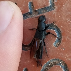 Platydracus mysticus