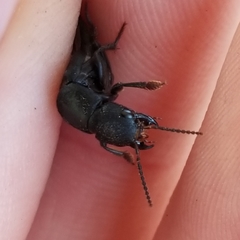 Platydracus mysticus