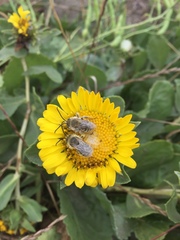 Melissodes pallidisignatus