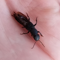 Platydracus mysticus