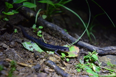 Plethodon chattahoochee