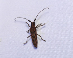 Saperda obliqua