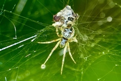 Metepeira labyrinthea