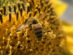 Apis mellifera