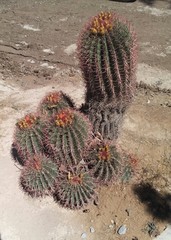 Ferocactus pilosus