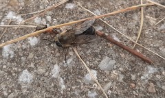 Tabanomorpha
