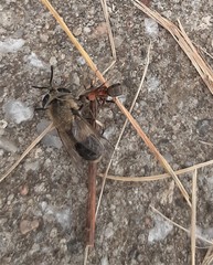 Tabanomorpha