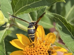 Euodynerus hidalgo