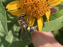 Euodynerus hidalgo