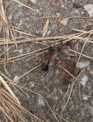 Tabanomorpha