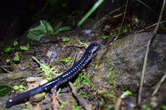 Plethodon chattahoochee