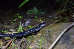 Plethodon chattahoochee