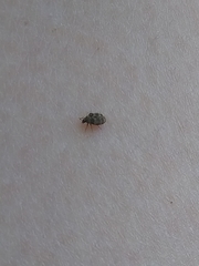 Anthrenus fuscus