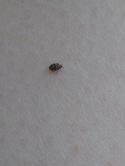 Anthrenus fuscus