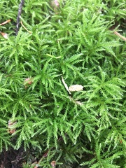 Leucolepis