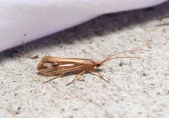 Limnephilus ornatus