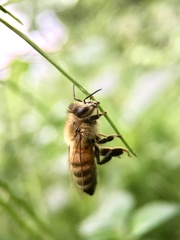 Apis mellifera
