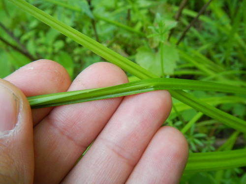 Carex stipata iNat (1)