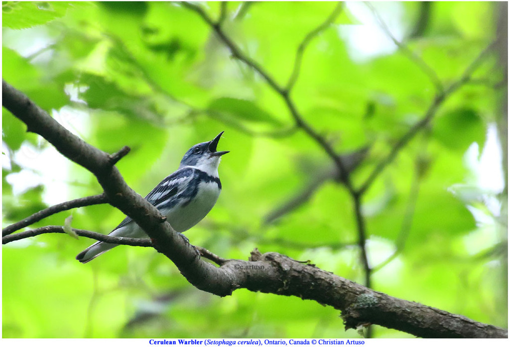 Cerulean Warbler