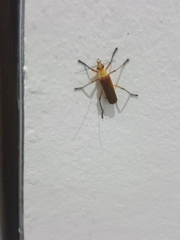 Chauliognathus cinguliventris