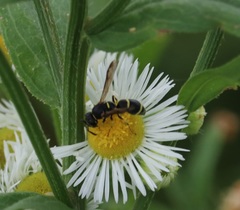 Parancistrocerus pensylvanicus