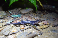 Plethodon chattahoochee